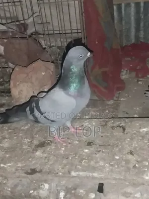 সবুজ নর কবুতর