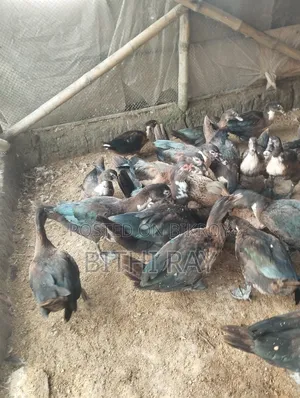 China Has Bikkri