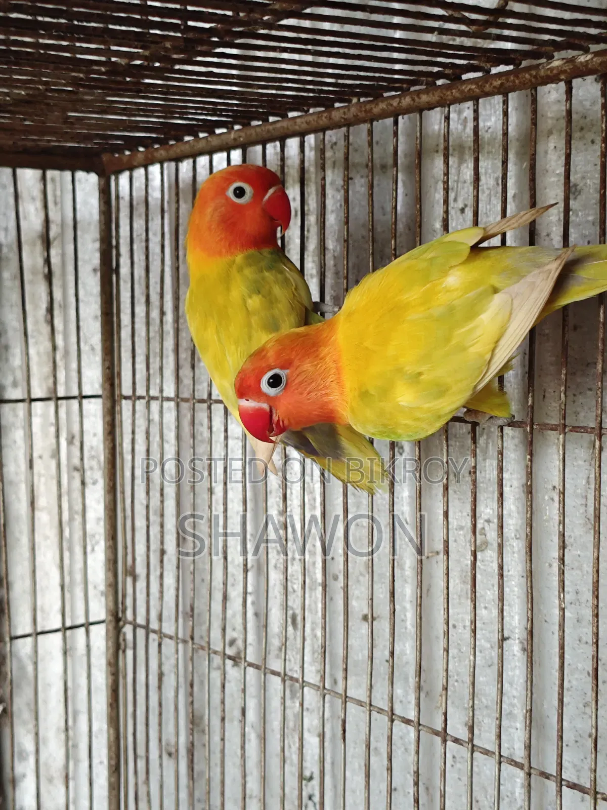 লাভ বার্ড / লাভ বার্ড