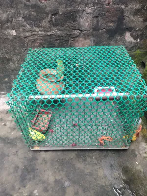 One Pair of Budgerigar Birds