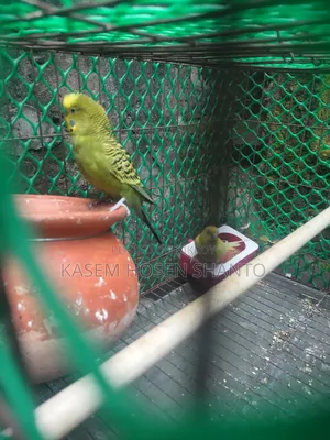 এক জোড়া বাজিগর পাখি