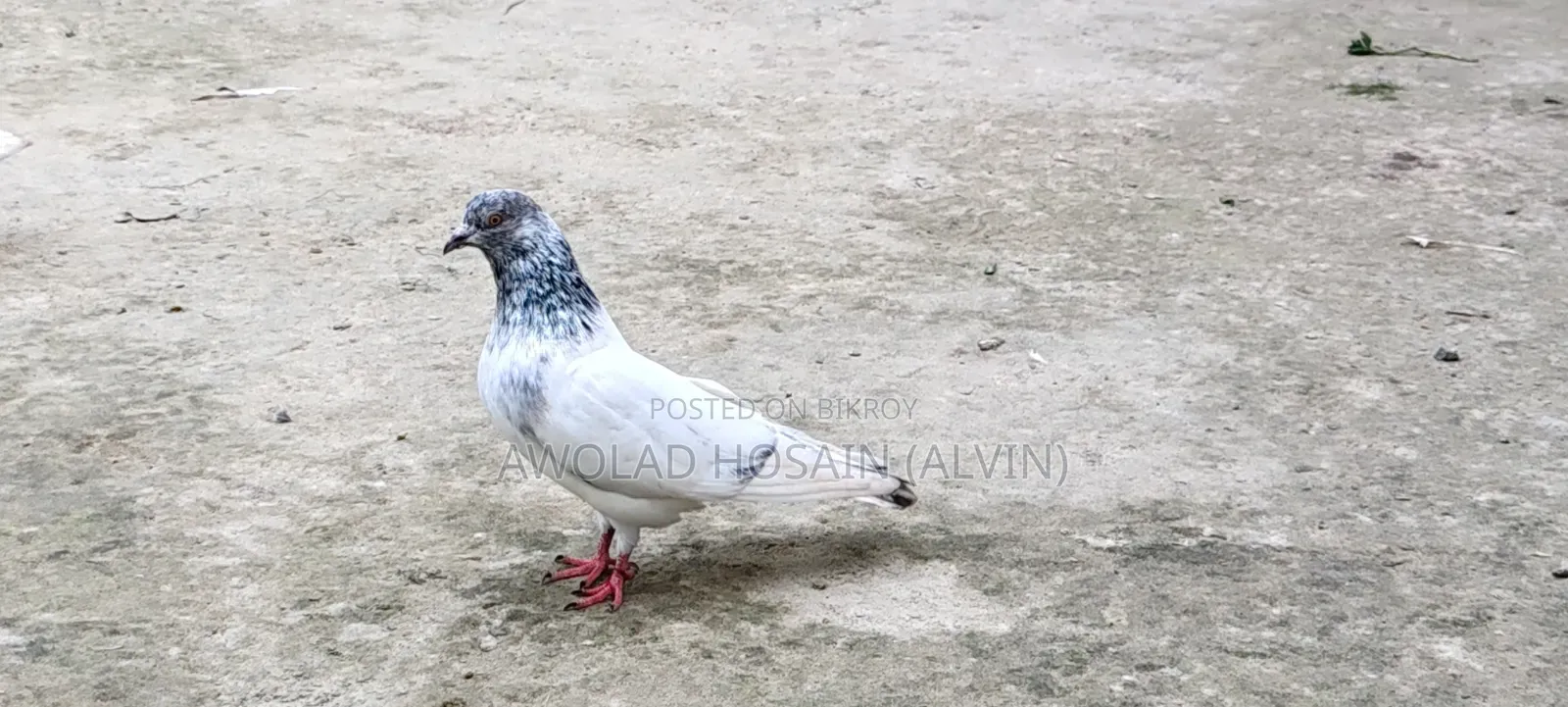 গিরিবাজ কবুতর