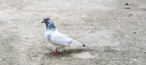 Giribaz Pigeon