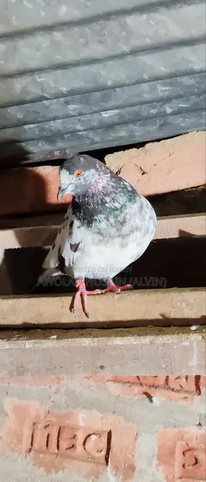 গিরিবাজ কবুতর