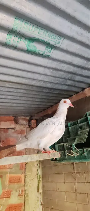 গিরিবাজ কবুতর