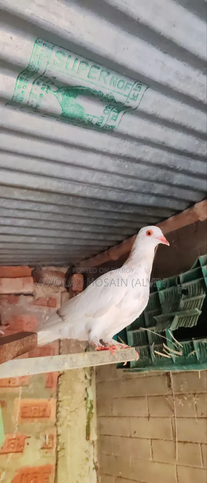 গিরিবাজ কবুতর