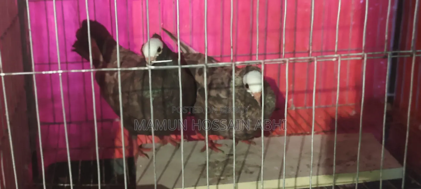 Pigeon For Sale Take Phone Call