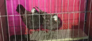 Pigeon For Sale Take Phone Call