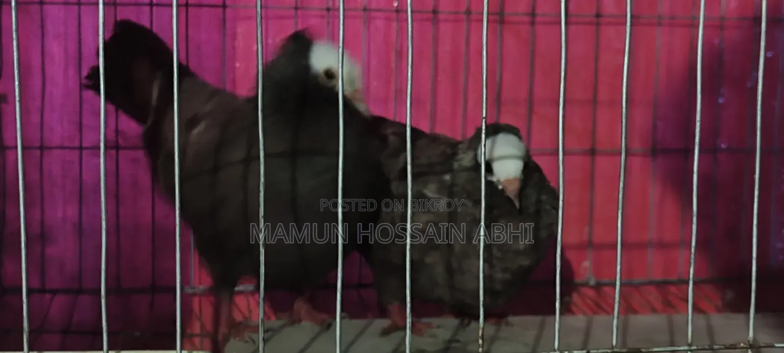 Pigeon For Sale Take Phone Call