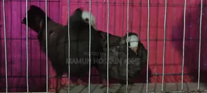 Pigeon For Sale Take Phone Call