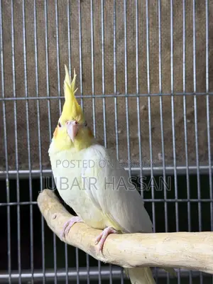 ককটেল পাখি