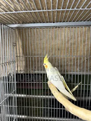 ককটেল পাখি