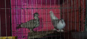 Pigeon for Sale