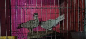 Pigeon for Sale