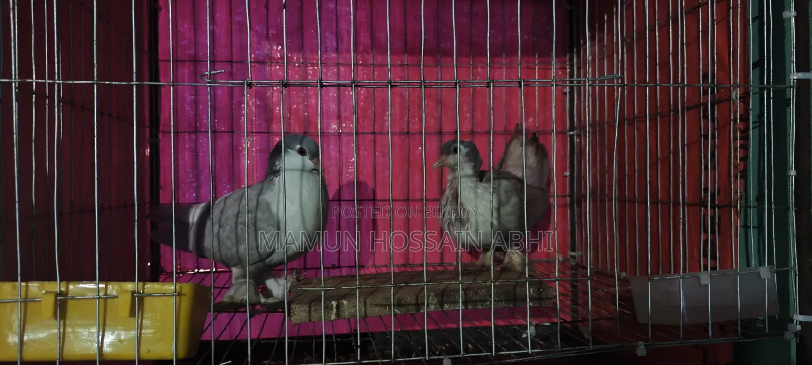 Pigeon for Sale