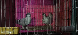 Pigeon for Sale