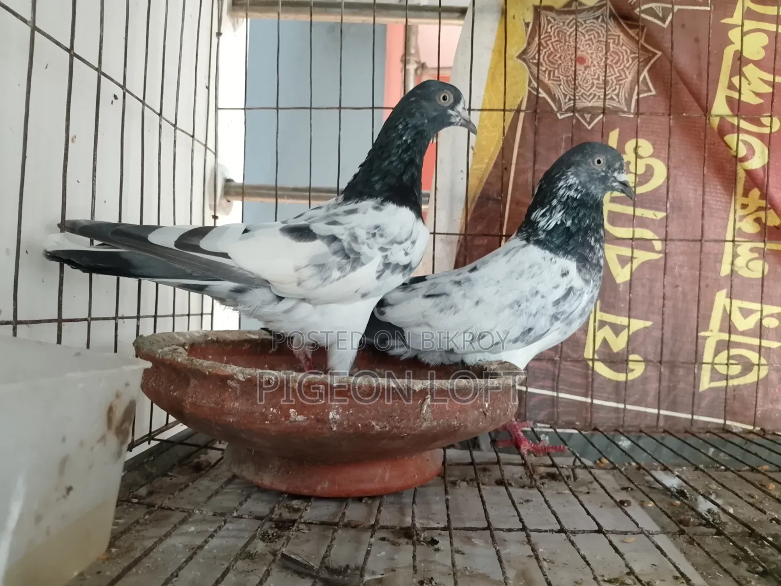 Running Pigeons For Sale.