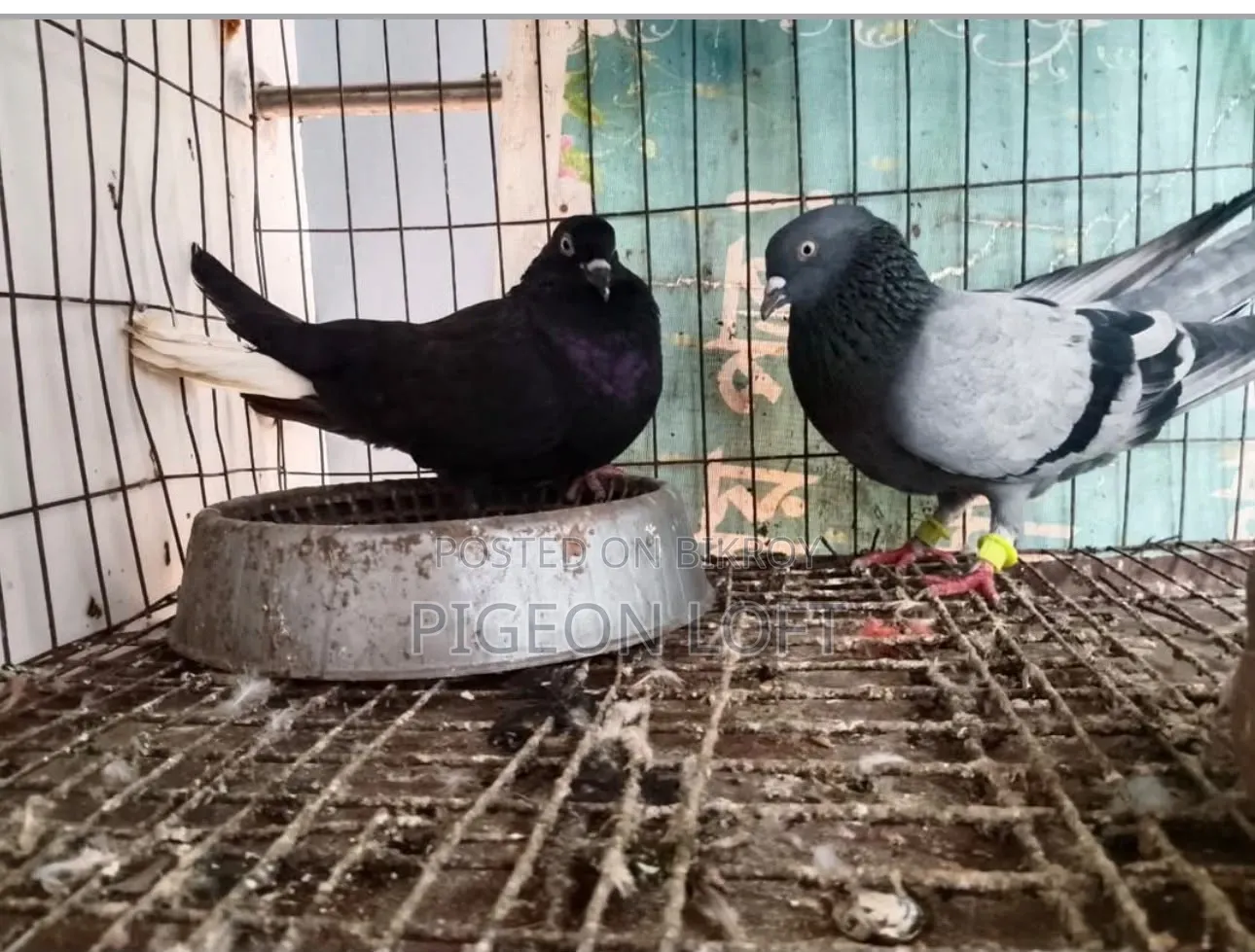Running Pigeons For Sale.