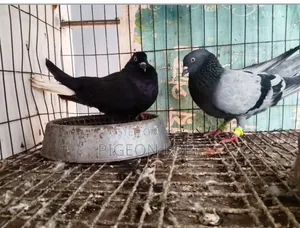 Running Pigeons For Sale.