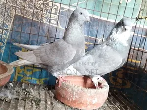 Running Pigeons For Sale.