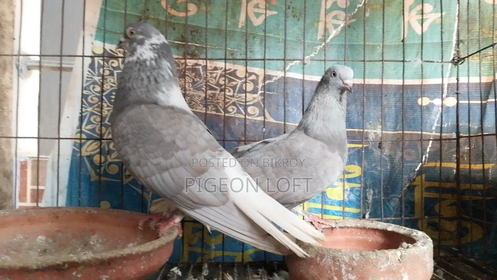 Running Pigeons For Sale.