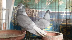 Running Pigeons For Sale.