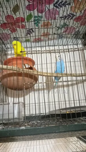 বাজিগার ফুল সেটআপ বিক্রি হবে