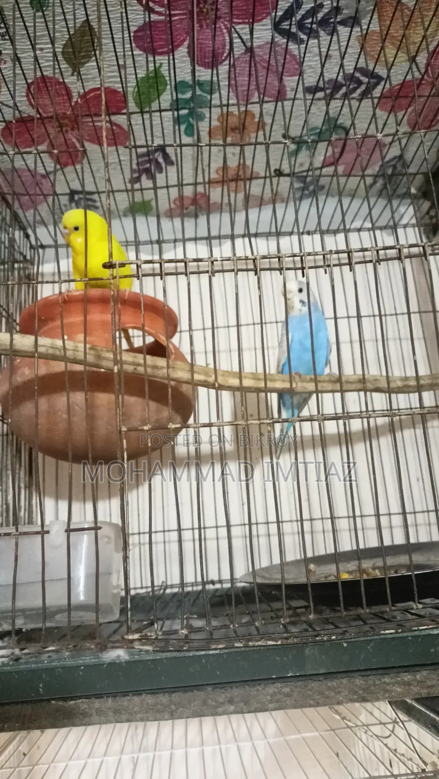 বাজিগার ফুল সেটআপ বিক্রি হবে