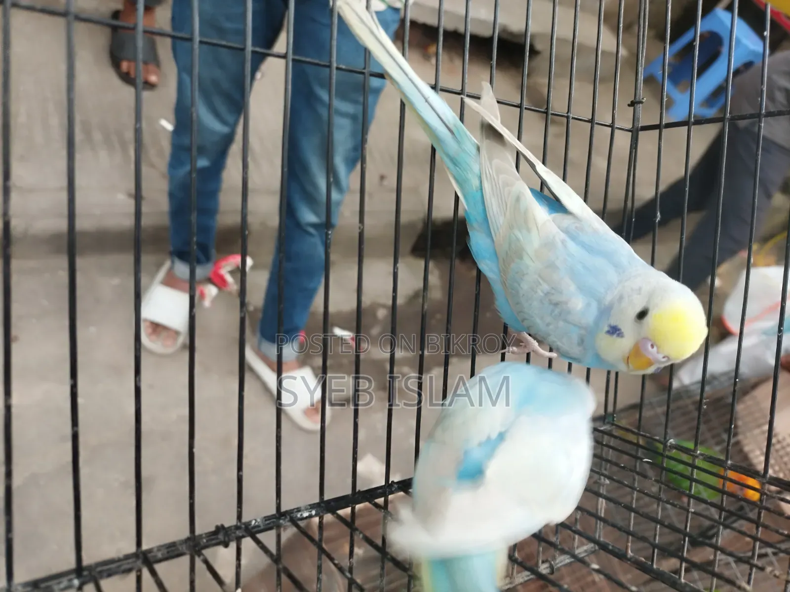 রেইনবো মেল