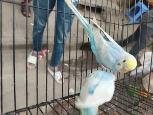 রেইনবো মেল