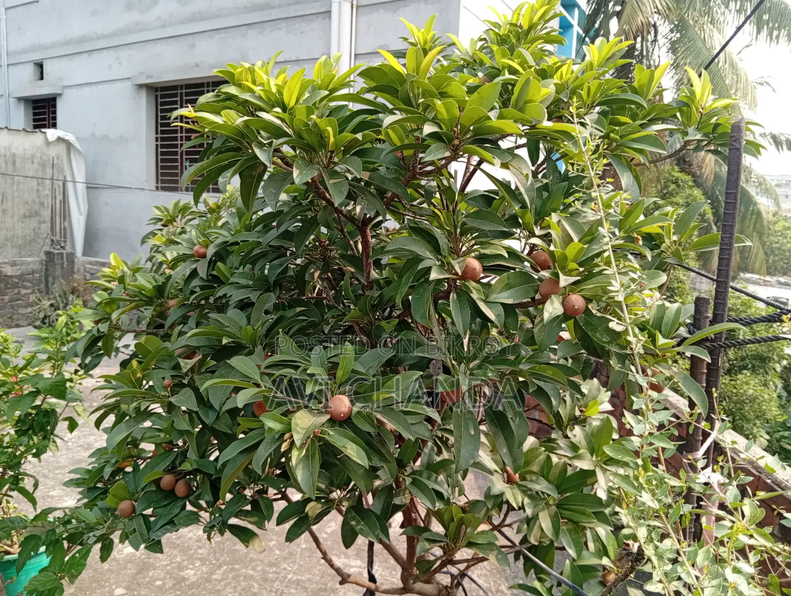 স‌বেদা গাছ বি‌ক্রি হ‌বে ফলসহ!!!