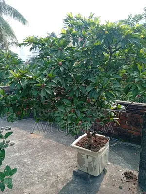 স‌বেদা গাছ বি‌ক্রি হ‌বে ফলসহ!!!