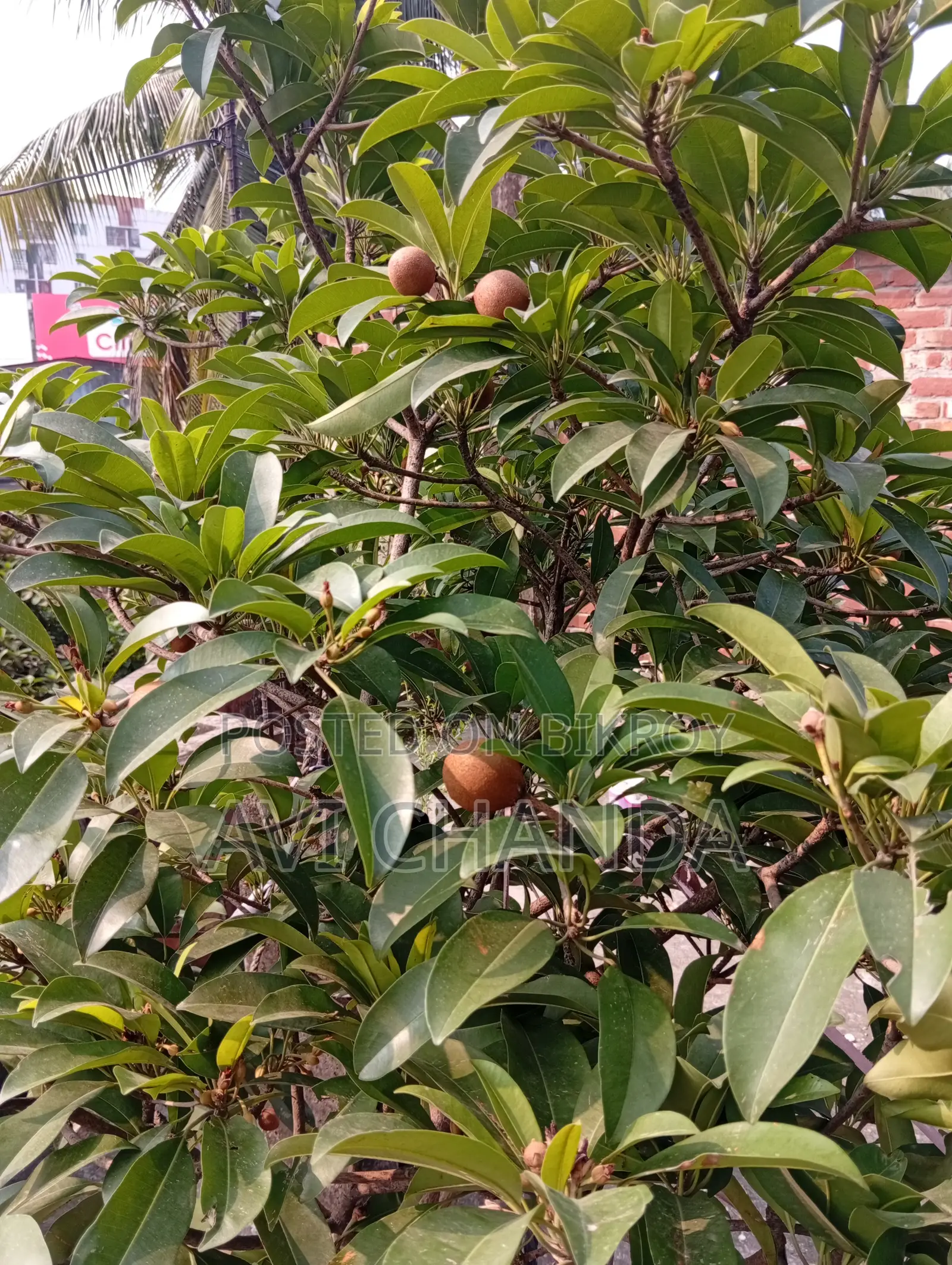 স‌বেদা গাছ বি‌ক্রি হ‌বে ফলসহ!!!