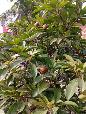 স‌বেদা গাছ বি‌ক্রি হ‌বে ফলসহ!!!