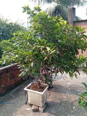 স‌বেদা গাছ বি‌ক্রি হ‌বে ফলসহ!!!