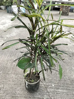 Croton Plant