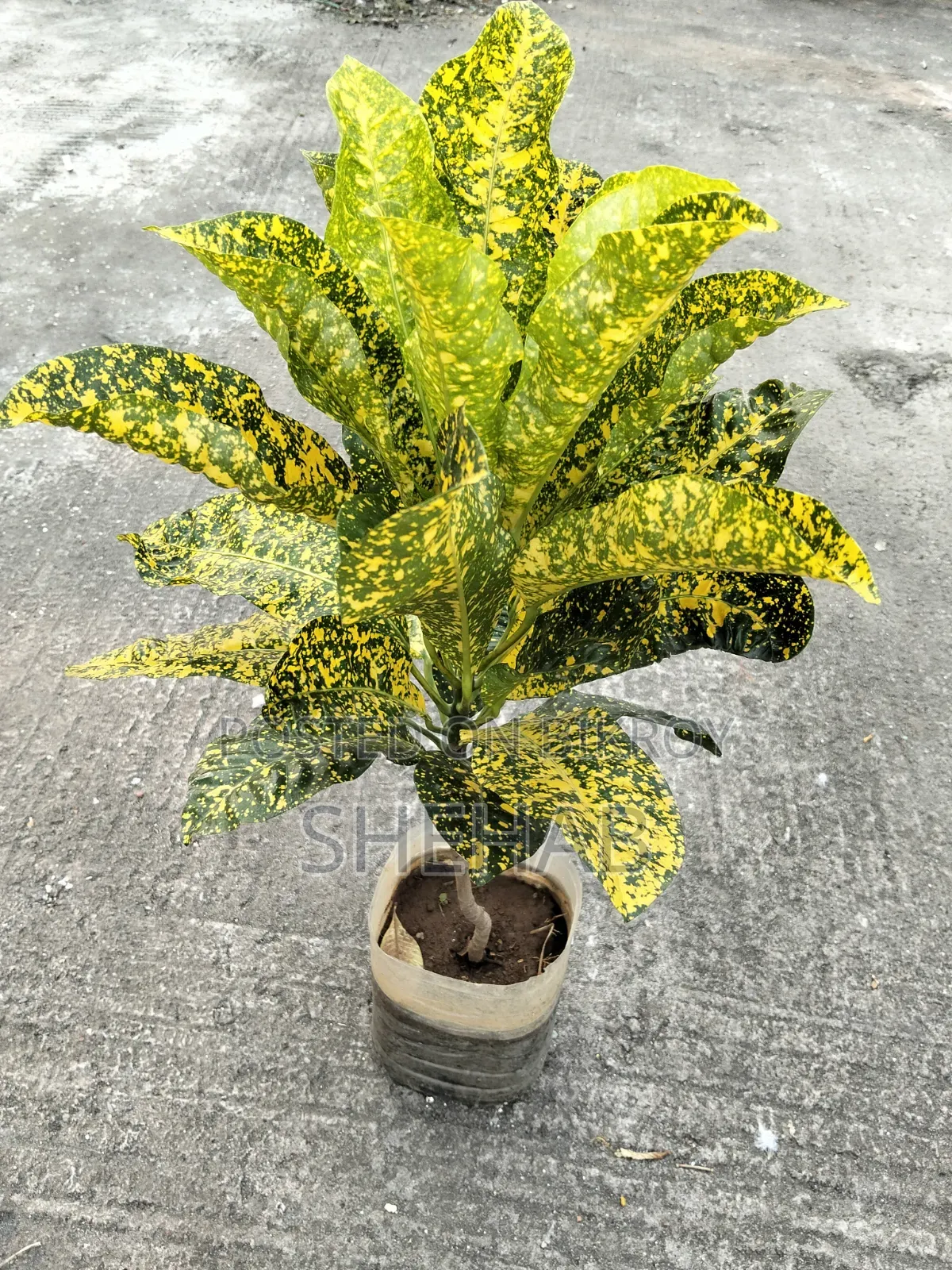 পাতাবাহার গাছ