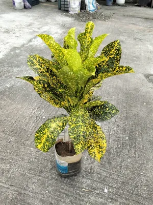 পাতাবাহার গাছ