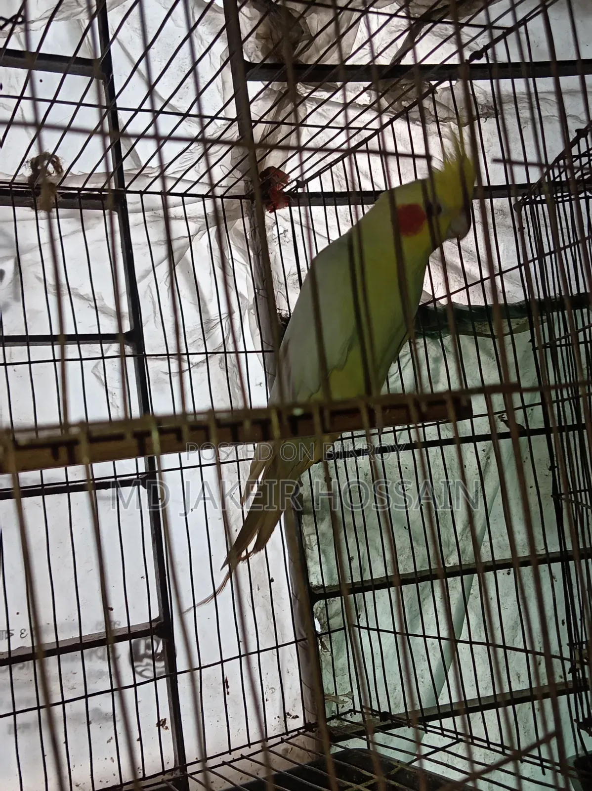 একজোড়া রেড আই নিউ এডাল ককাটেল