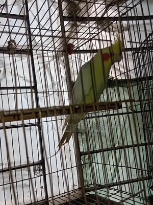 একজোড়া রেড আই নিউ এডাল ককাটেল