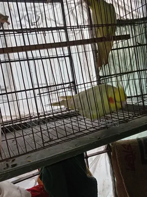 একজোড়া রেড আই নিউ এডাল ককাটেল