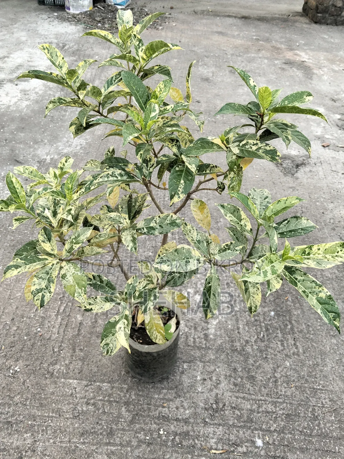 পাতাবাহার গাছ