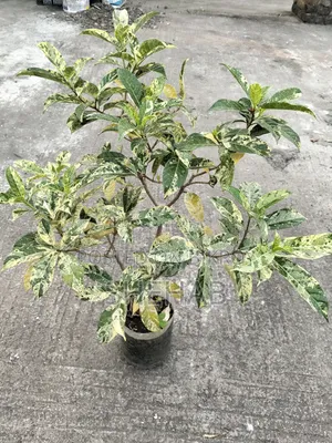 পাতাবাহার গাছ