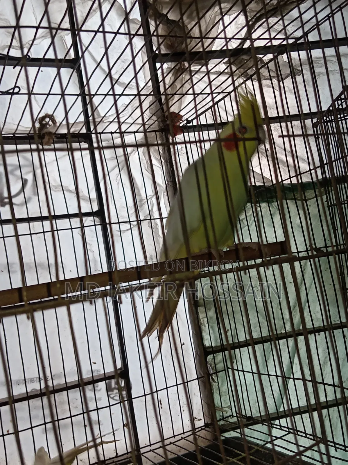 একজোড়া রেড আই নিউ এডাল ককাটেল