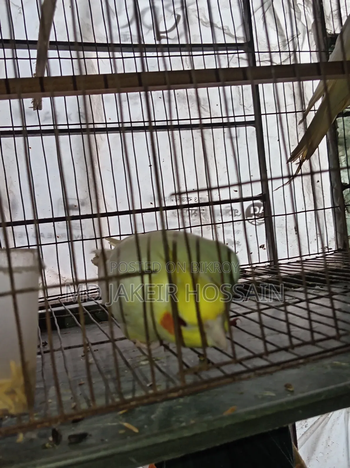 একজোড়া রেড আই নিউ এডাল ককাটেল