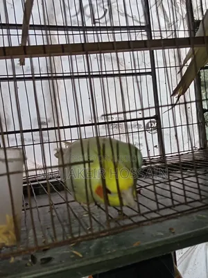 একজোড়া রেড আই নিউ এডাল ককাটেল