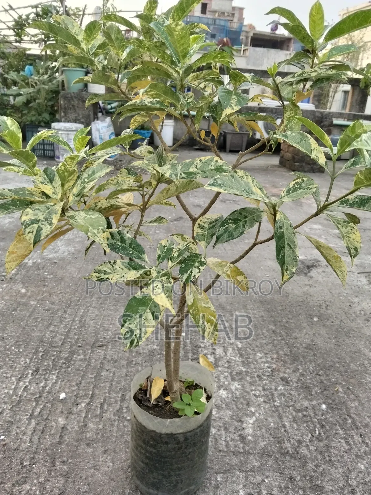 পাতাবাহার গাছ