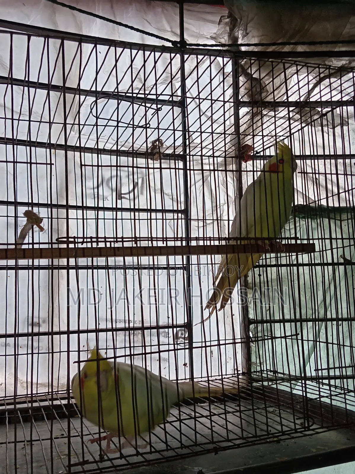 একজোড়া রেড আই নিউ এডাল ককাটেল