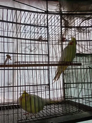 একজোড়া রেড আই নিউ এডাল ককাটেল