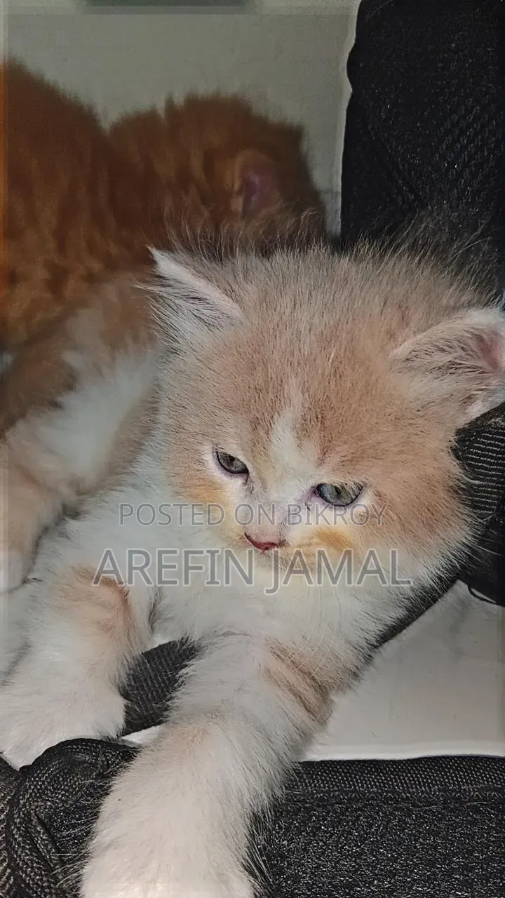 ১-৩ মাসের মেল পিওরব্রেড পার্সিয়ান